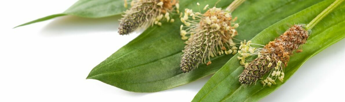 ribwort plant