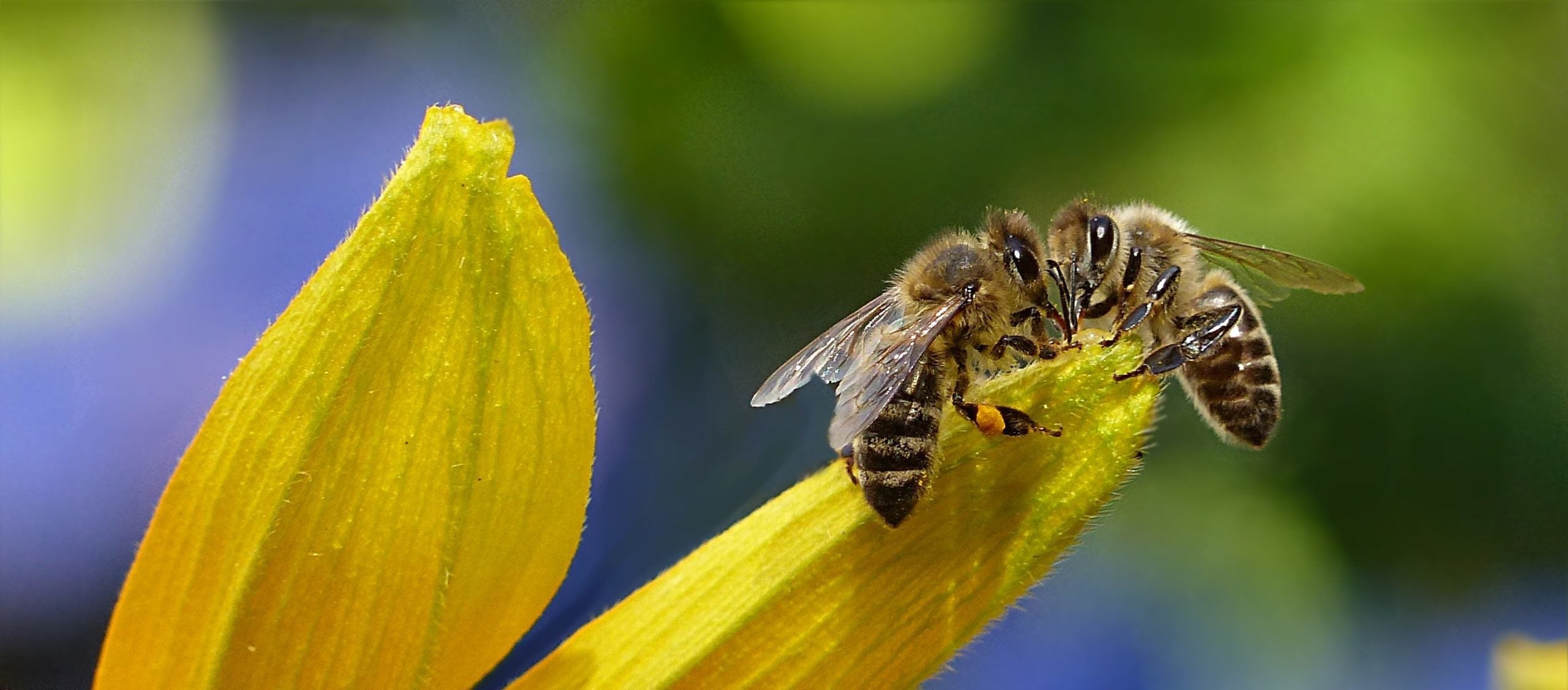 photo showing a bee sitting on top of a yellow flower petal