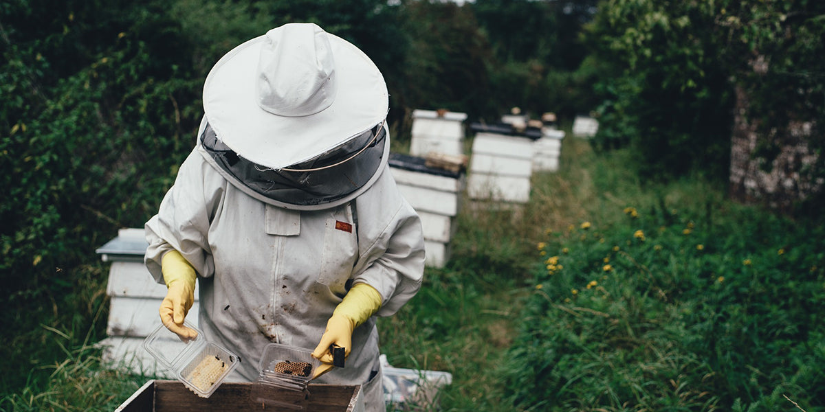 photo showing a beekeeper dressed in traditional beekeeper uniform attending to a beehive