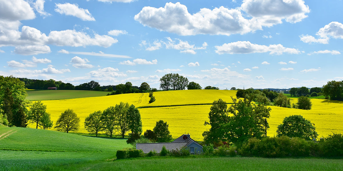 photo showing blue skies and green meadows