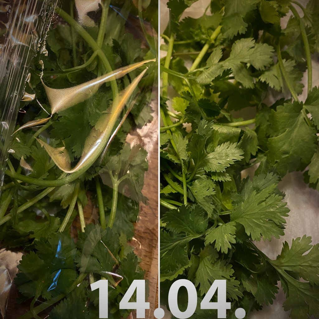 split photo showing coriander wrapped in plastic as well as in beeskin beeswax wraps