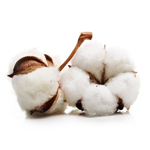 showing 2 pieces of cotton plant. one is from the side.