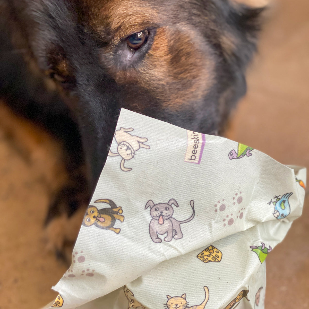 German Shepard dog eating out of a can covered with beeskin pets blue