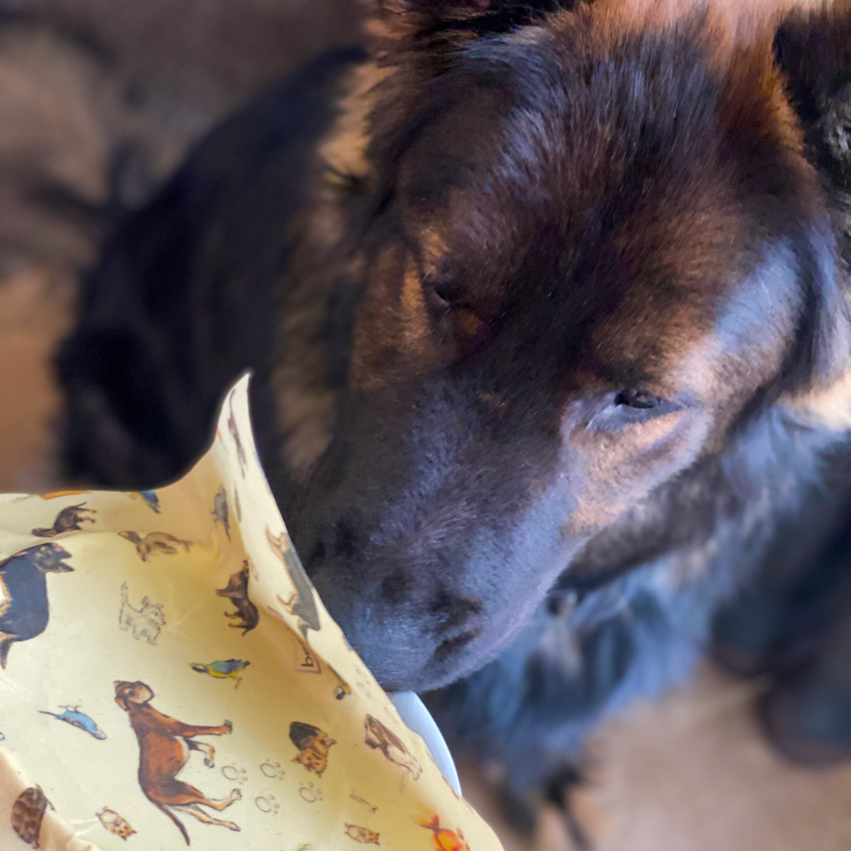 german Shepard dog eating out of a bowl covered with pets Bruno