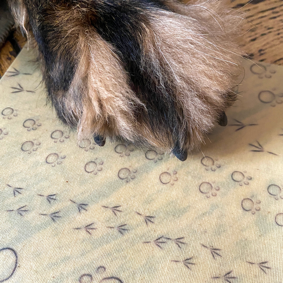 paw of a German Shepard dog on beeskin beeswax wrap paws