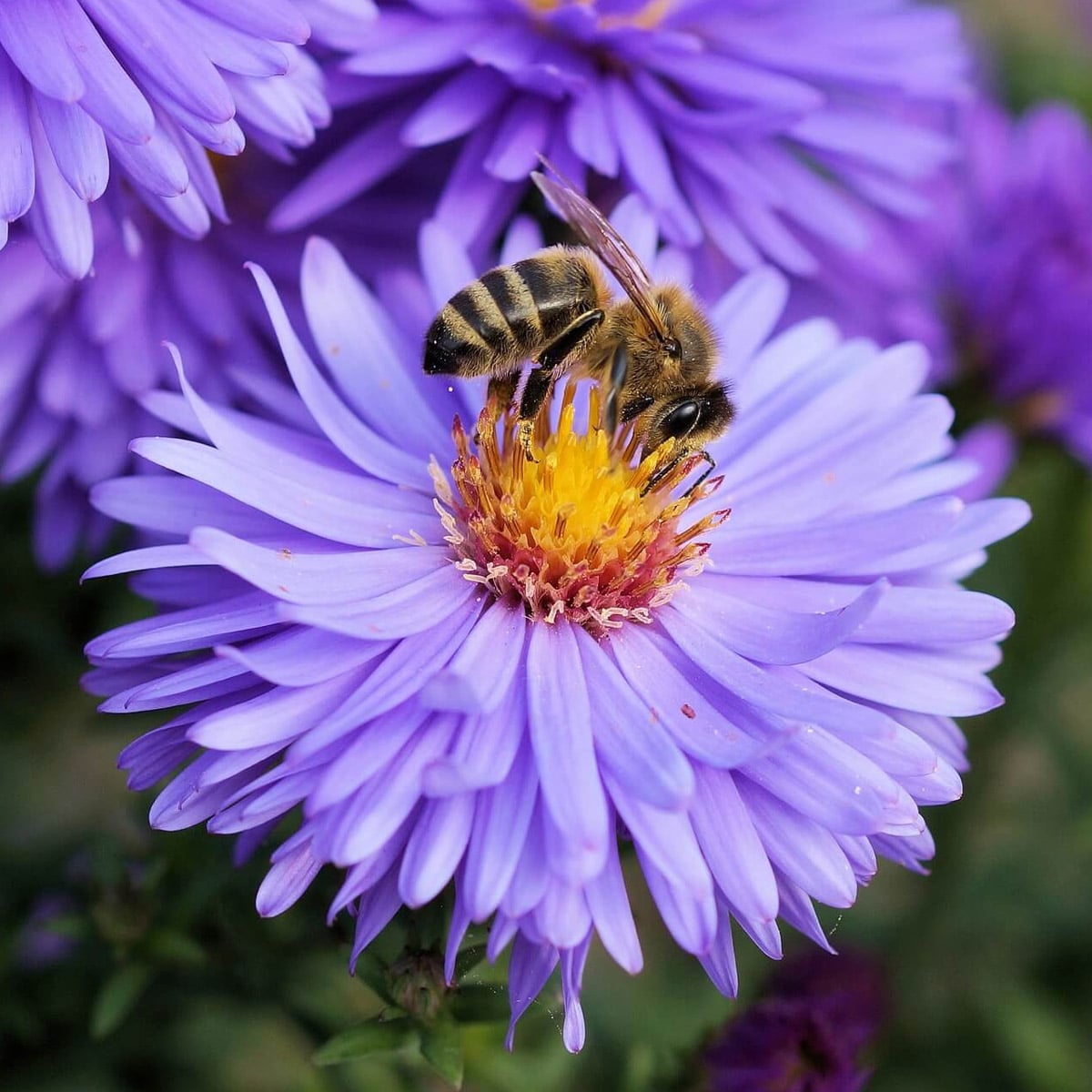 bee on a purple flower