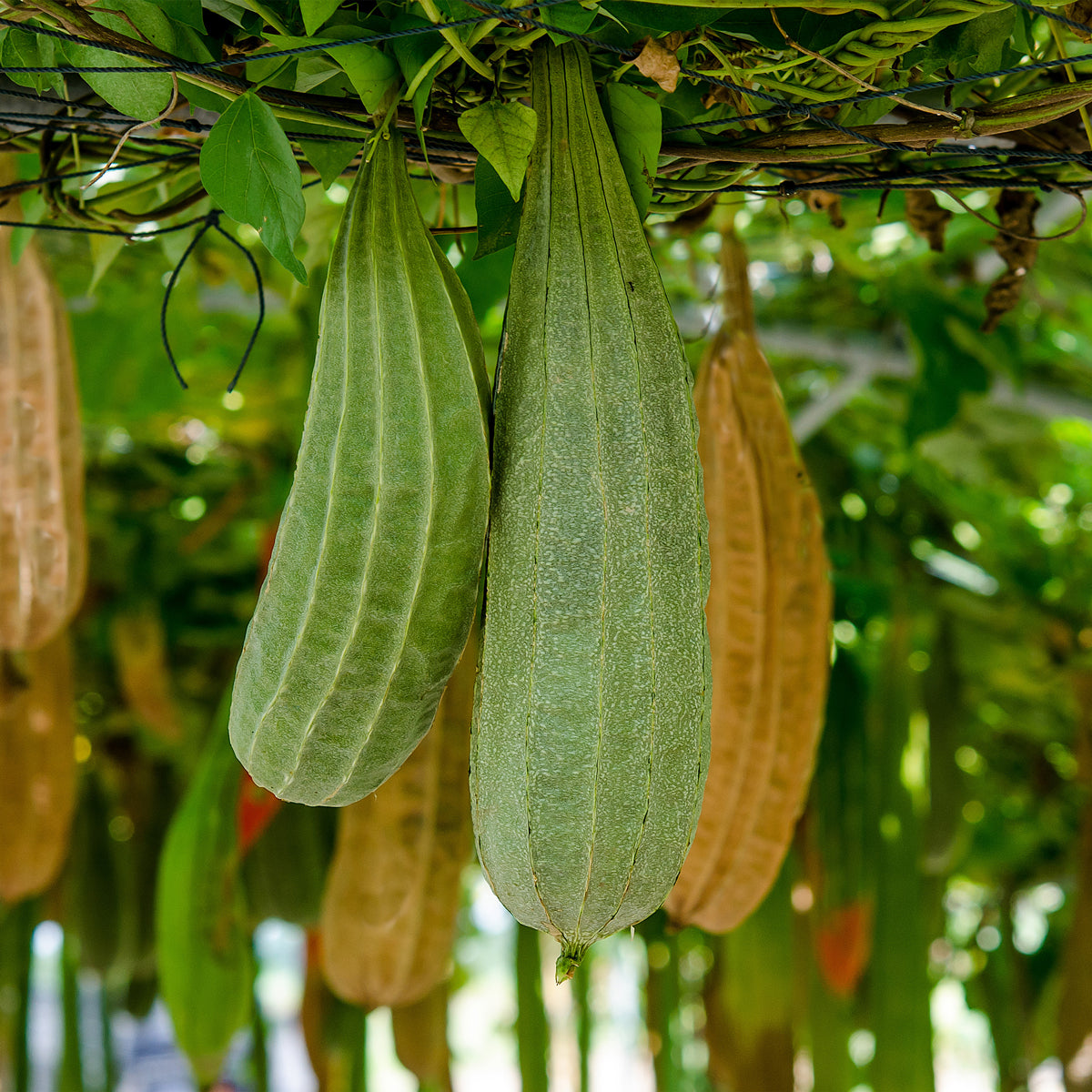 loofah how they grow