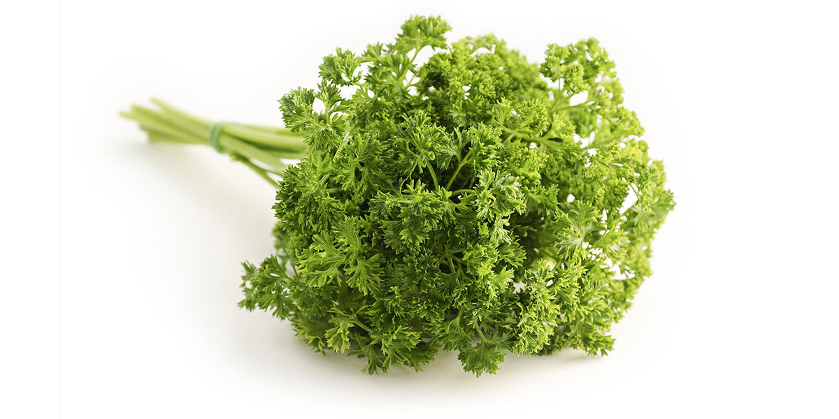 photo showing curly parsley on a white background