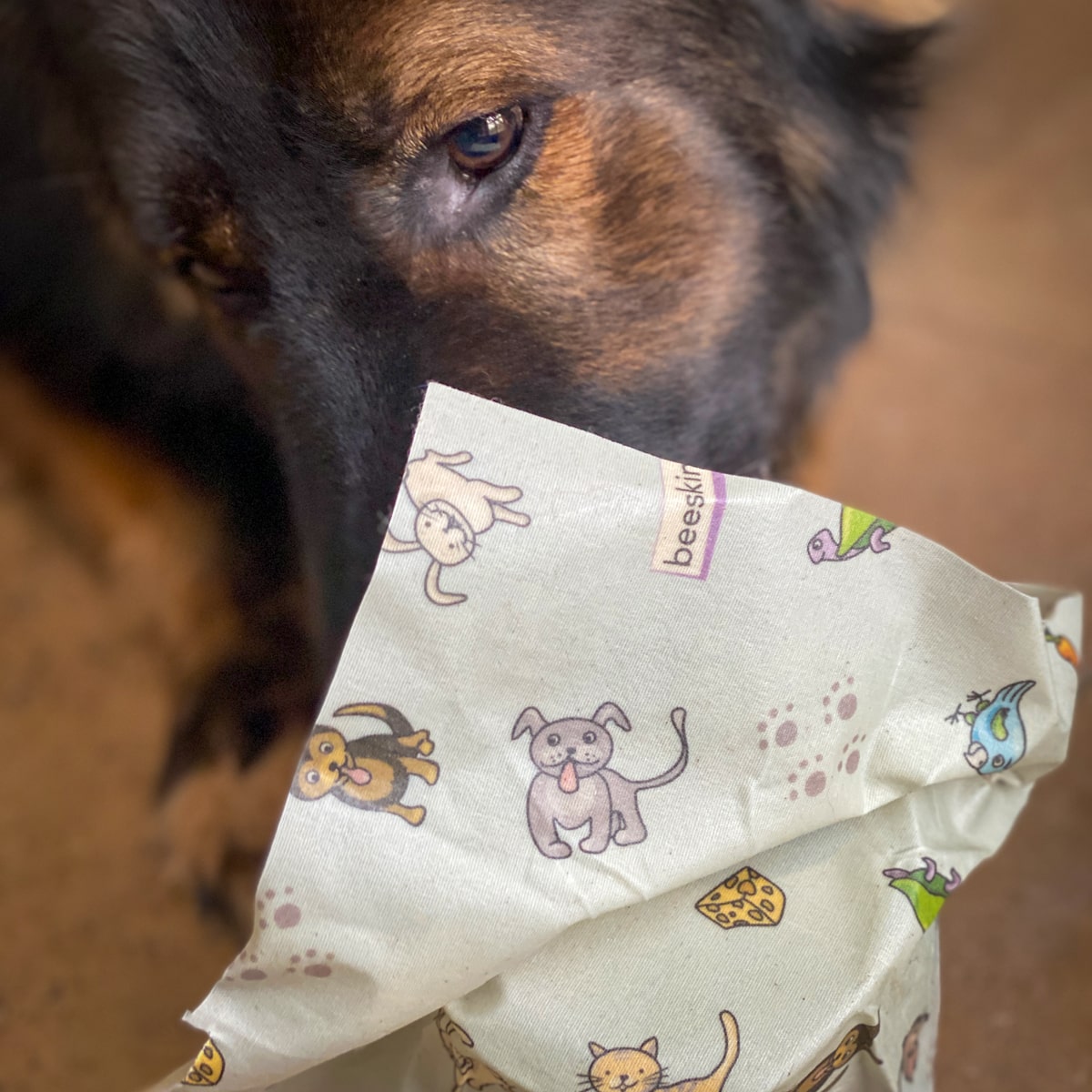 a German Shepherd eating from a can which is covered with a beeskin in pets design. 