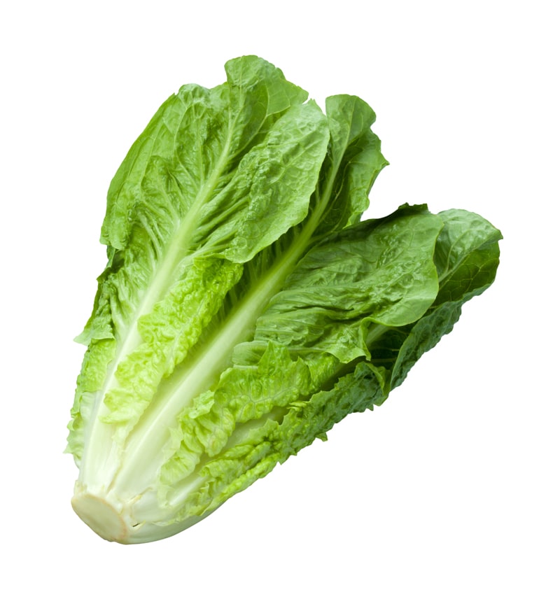 romano lettuce on white background