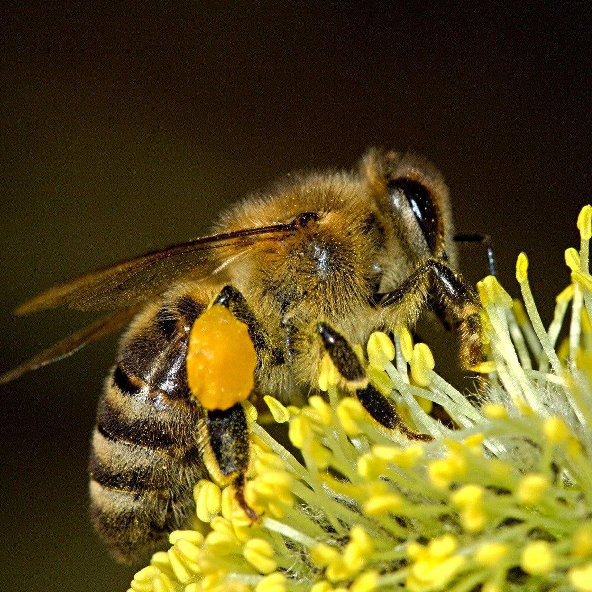 bee collecting pollen on a yellow flower